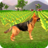 牧羊犬动物3D