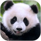 熊猫的故事