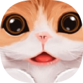 小猫咪快过来