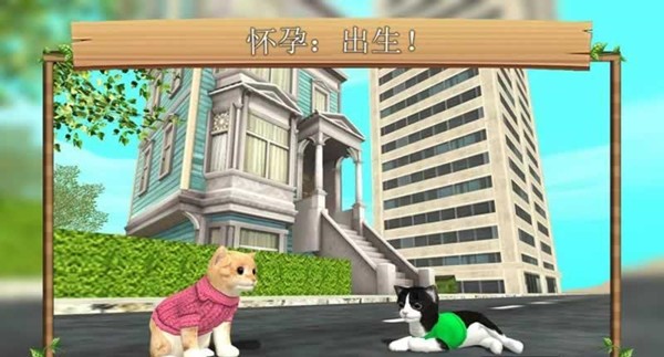 猫咪生活闲置收藏家