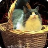 被囚禁的掌心汉化版