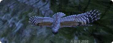 猫头鹰的糖果下载