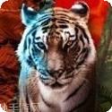 Anima黑暗王朝