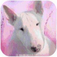 金龙棋牌安卓版