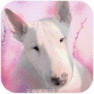 牛小帅斗牛攻略