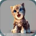 真实小猫3D模拟