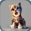 真实小猫3D模拟