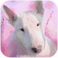 全民斗牛牛全本最新版本