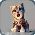 真实小猫3D模拟