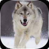 哈士奇的跳跃之路