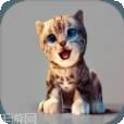 真实小猫3D模拟