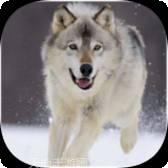 哈士奇的跳跃之路