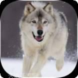 哈士奇的跳跃之路