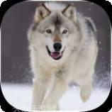 哈士奇的跳跃之路