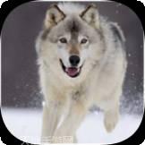 哈士奇的跳跃之路