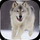 哈士奇的跳跃之路