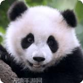 大熊猫狩猎