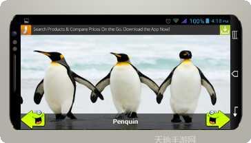 动物运动会最新版本