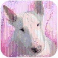 百人斗牛牛好友对战