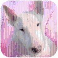 我爱斗牛游戏下载